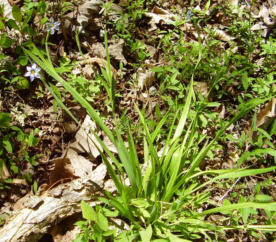 Sisyrinchium angustifolium