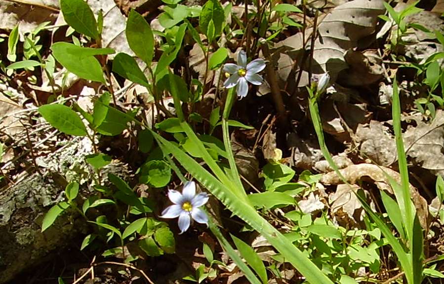 Sisyrinchium angustifolium