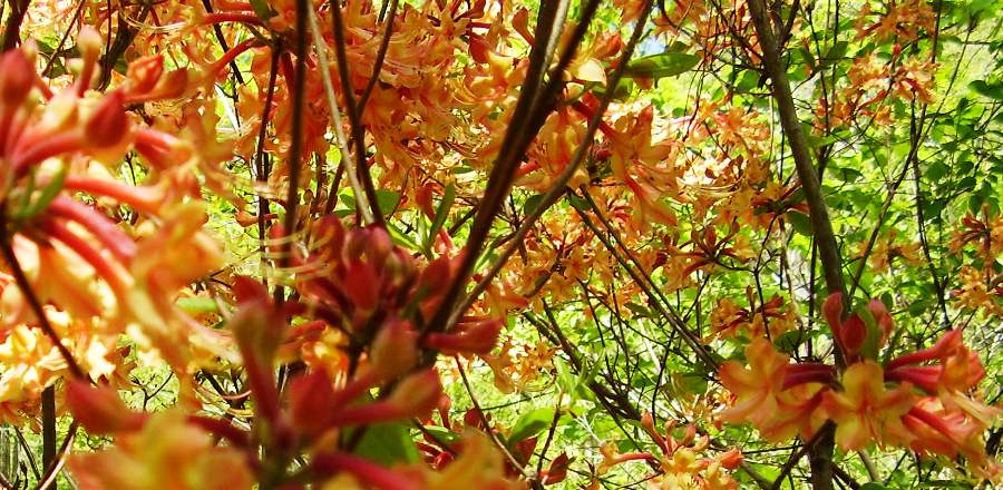 Rhododendron austrinum