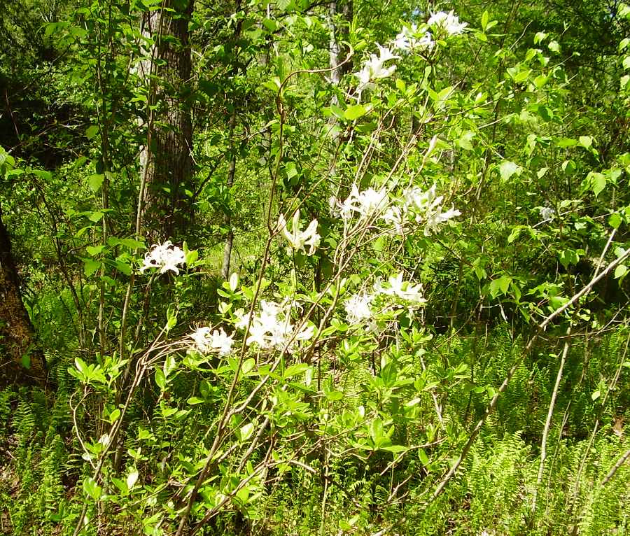 Rhododendron atlanticum