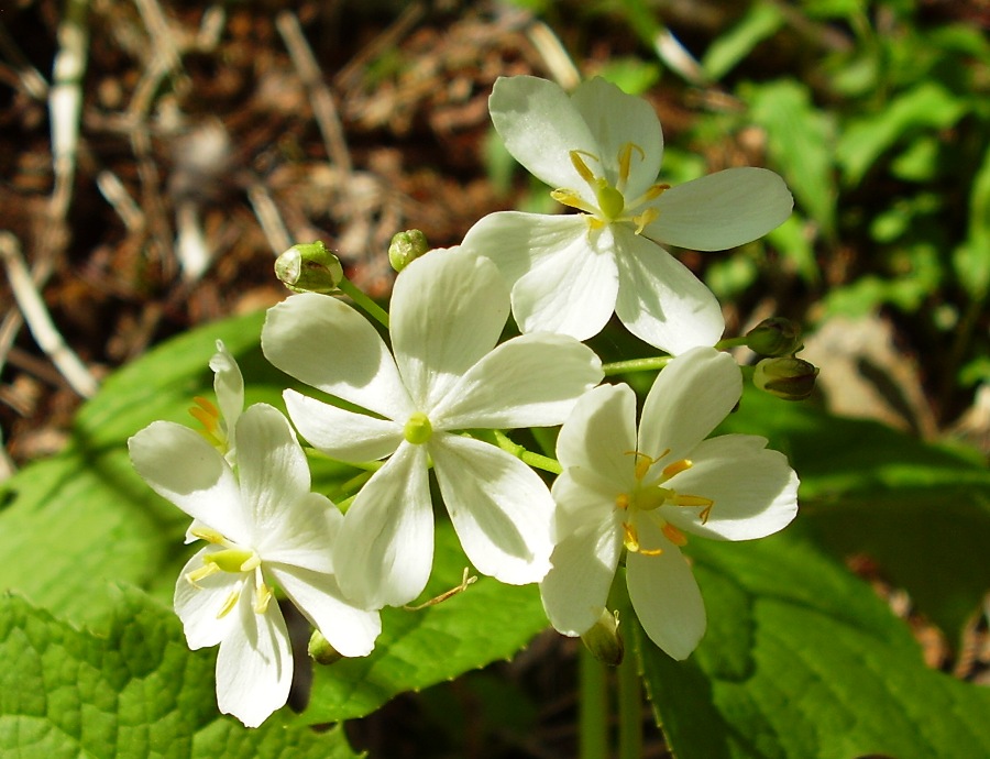 Diphylleia cymosa