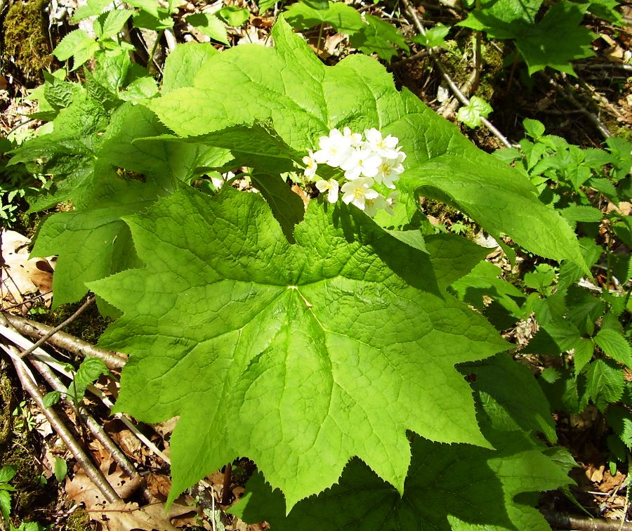 Diphylleia cymosa