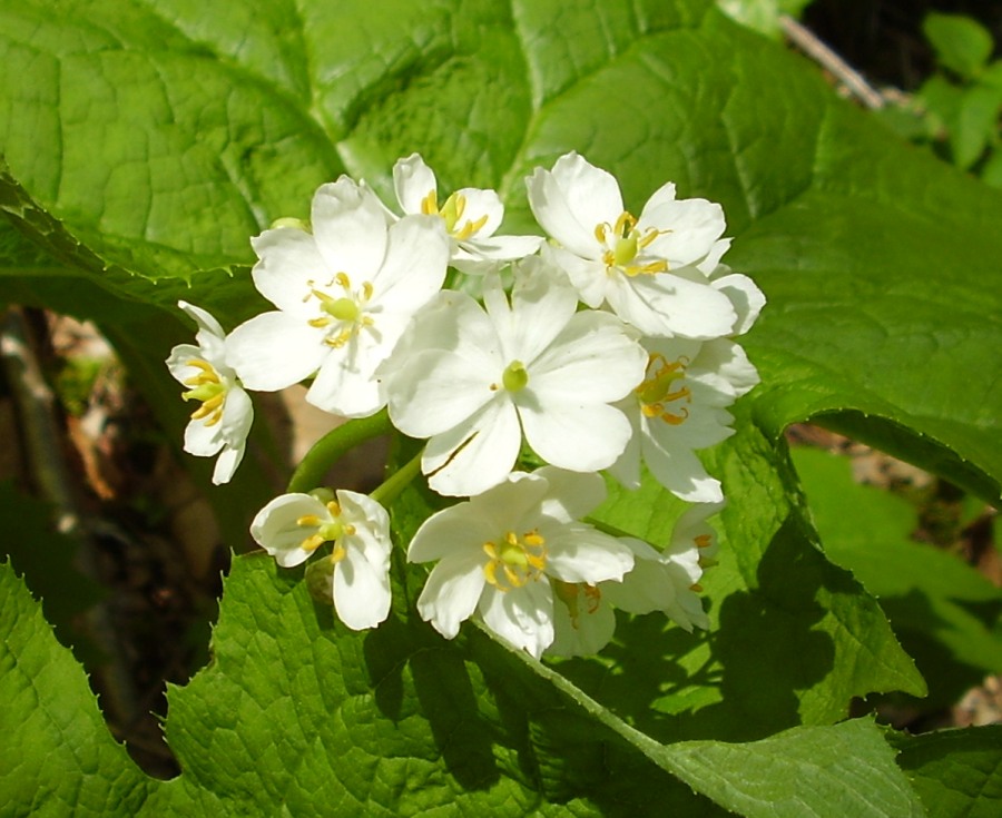 Diphylleia cymosa