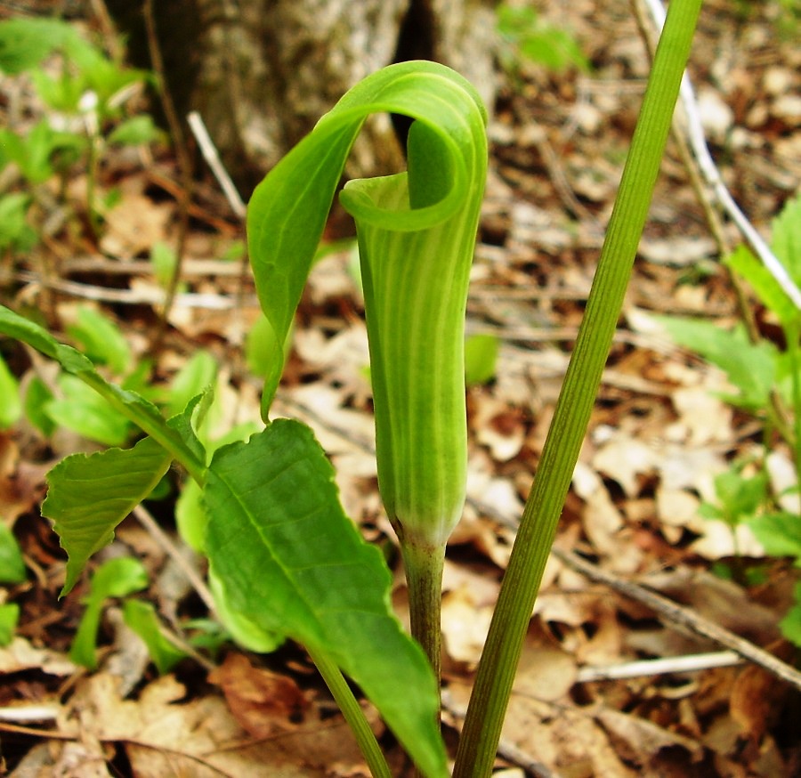 Arisaema triphyllum