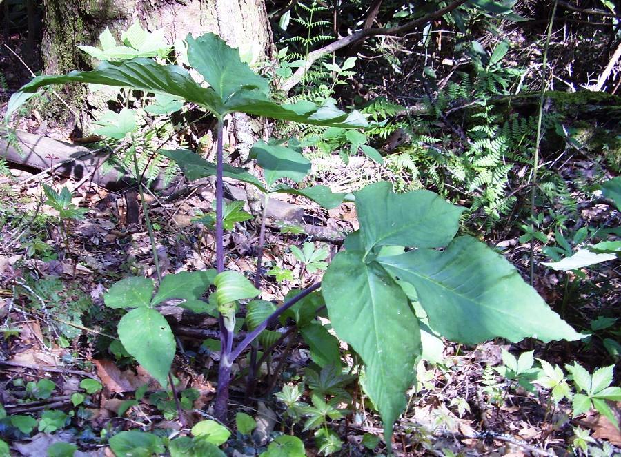 Arisaema triphyllum