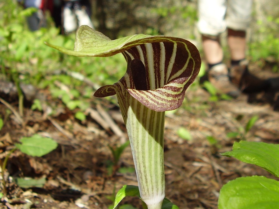 Arisaema triphyllum