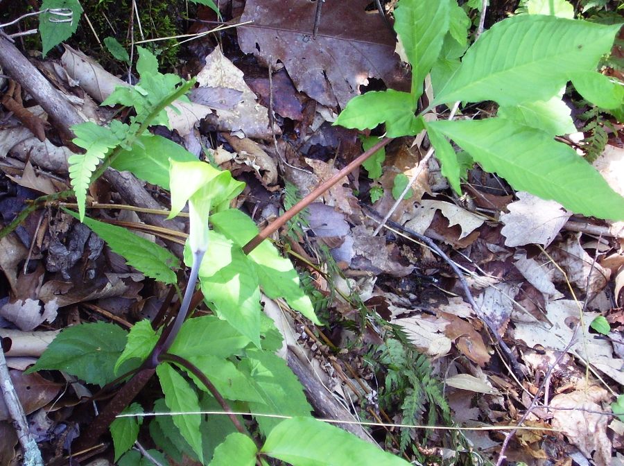 Arisaema triphyllum