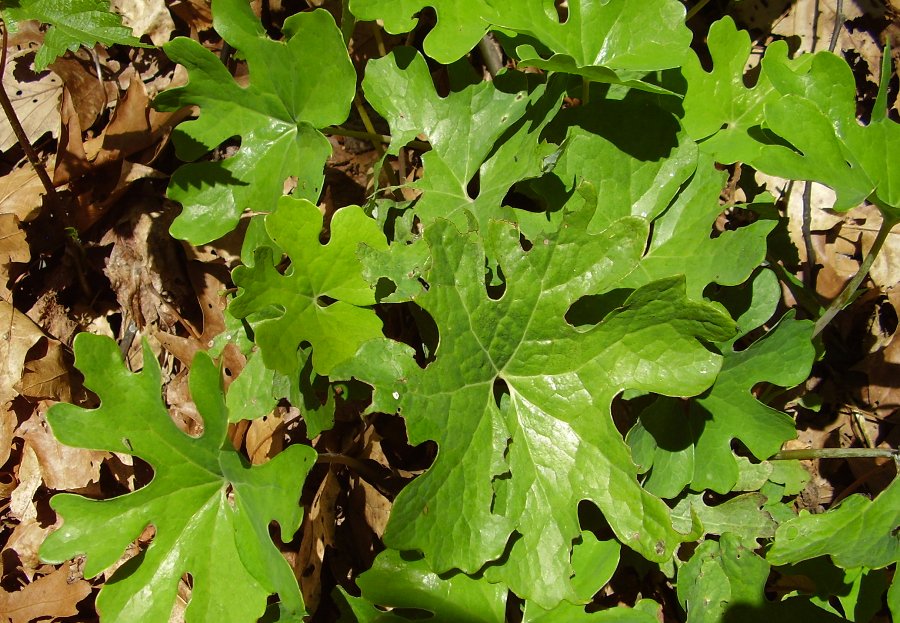 Sanguinaria canadensis