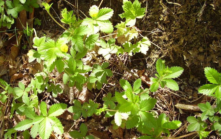 Potentilla canadensis