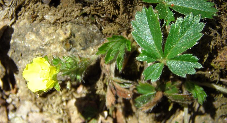 Potentilla canadensis