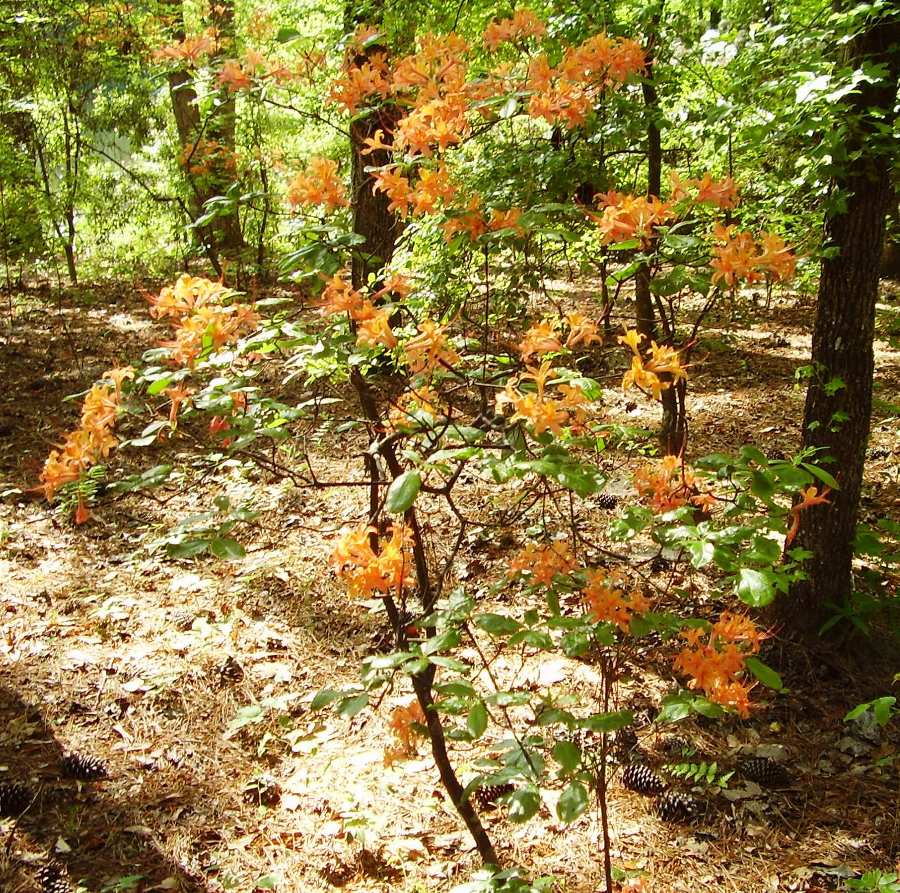 Rhododendron calendulaceum