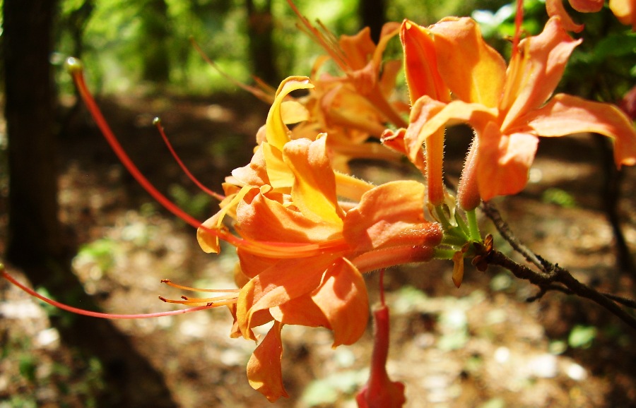 Rhododendron calendulaceum