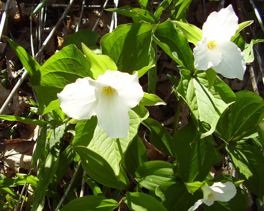 Trillium grandiflorum