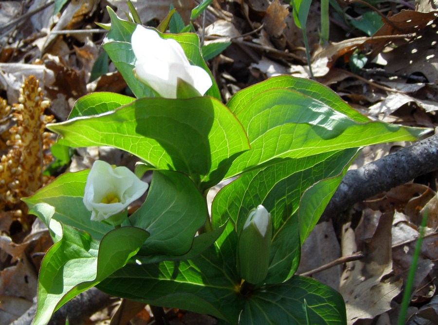 Trillium grandiflorum