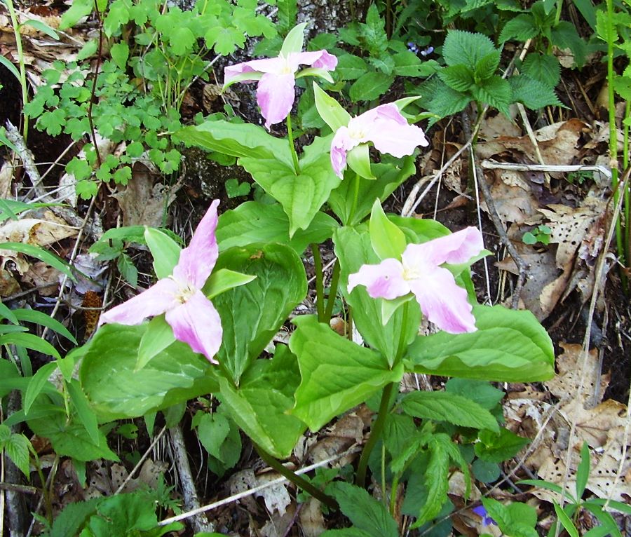 Trillium grandiflorum