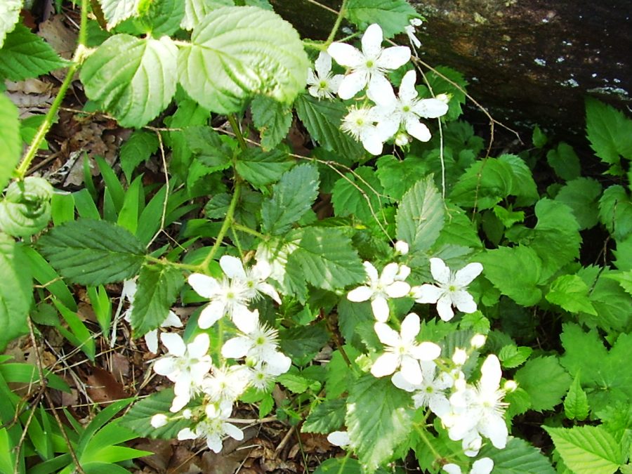 Rubus hispidus