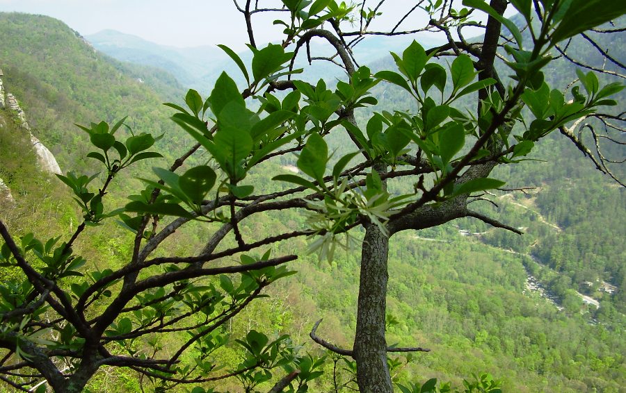 Chionanthus virginicus