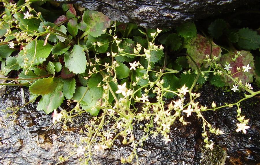 Saxifraga virginiensis