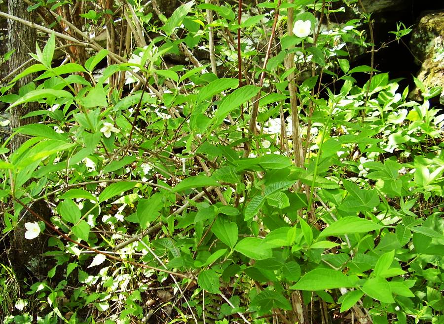 Philadelphus inodorus