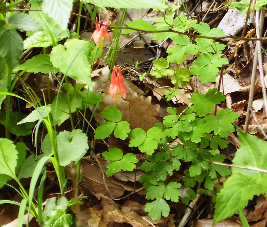 Akeleje canadensis