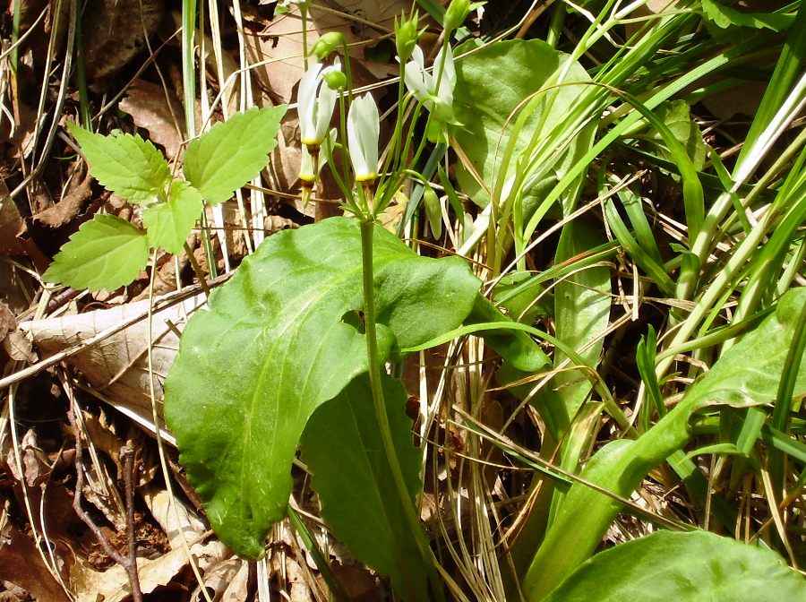 Dodecatheon meadia