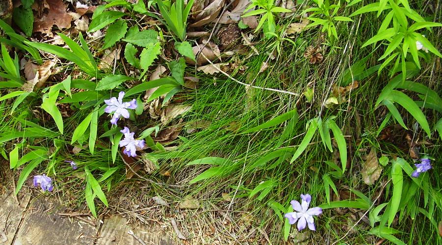 Iris cristata