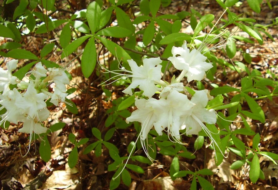 Rhododendron alabamense