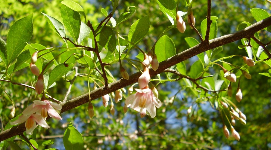 Styrax japonica