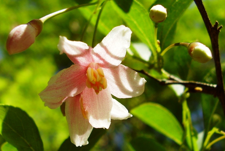 Styrax japonica