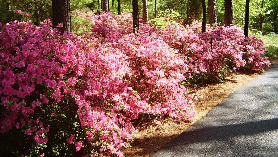 Rhododendron `Pink Lustre