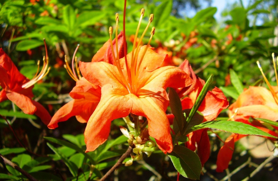 Rhododendron calendulaceum