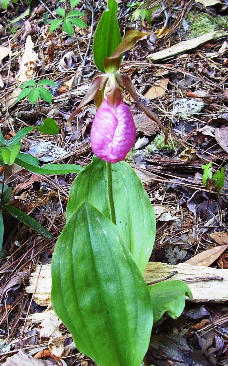 Cypripedium acaule