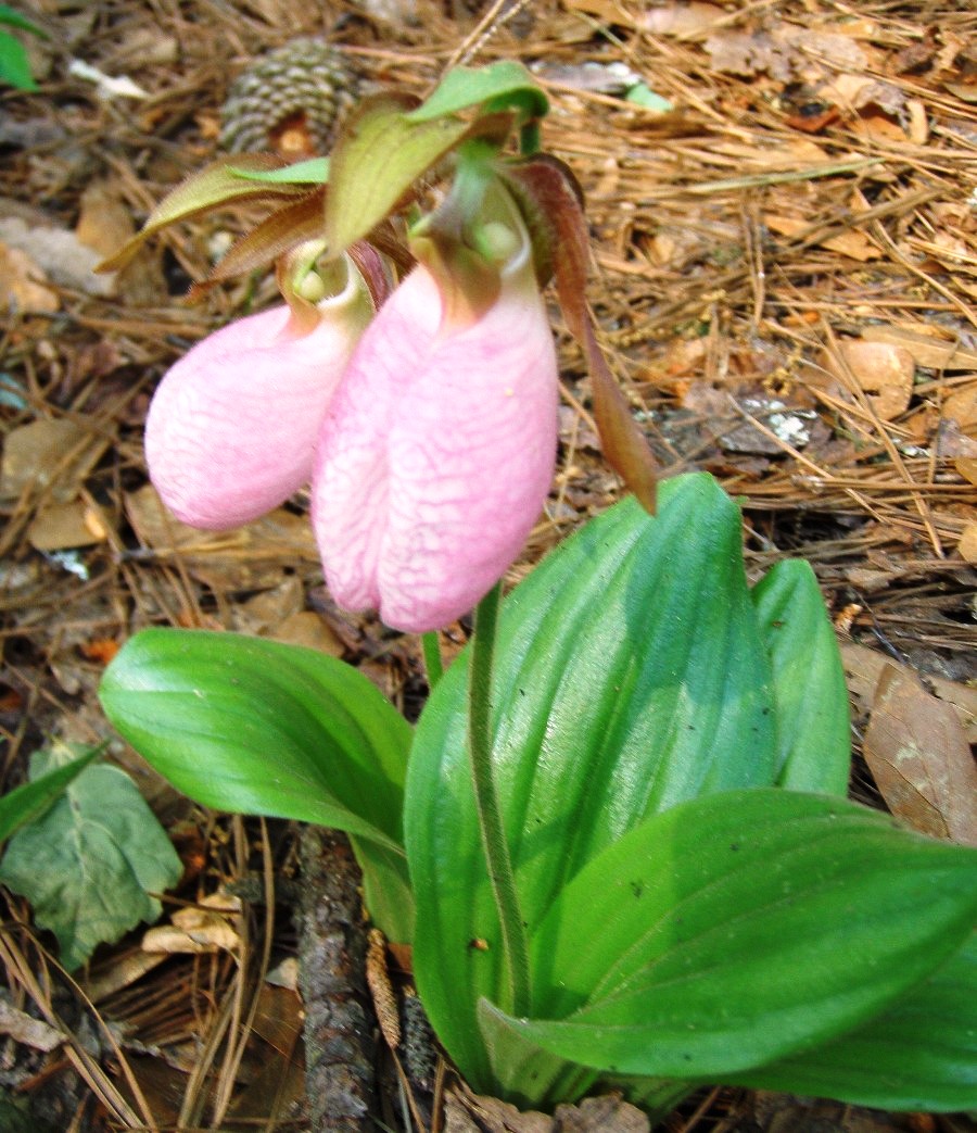 Cypripedium acaule