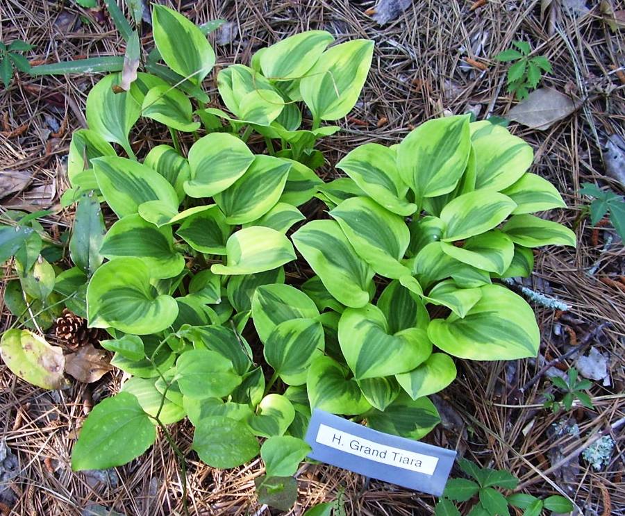 Hosta `Grand Tiara