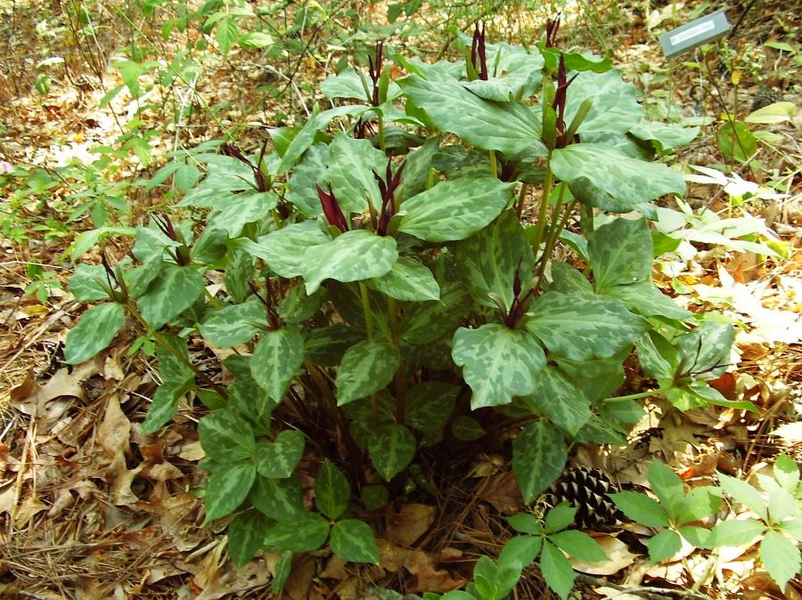 Trillium sessile