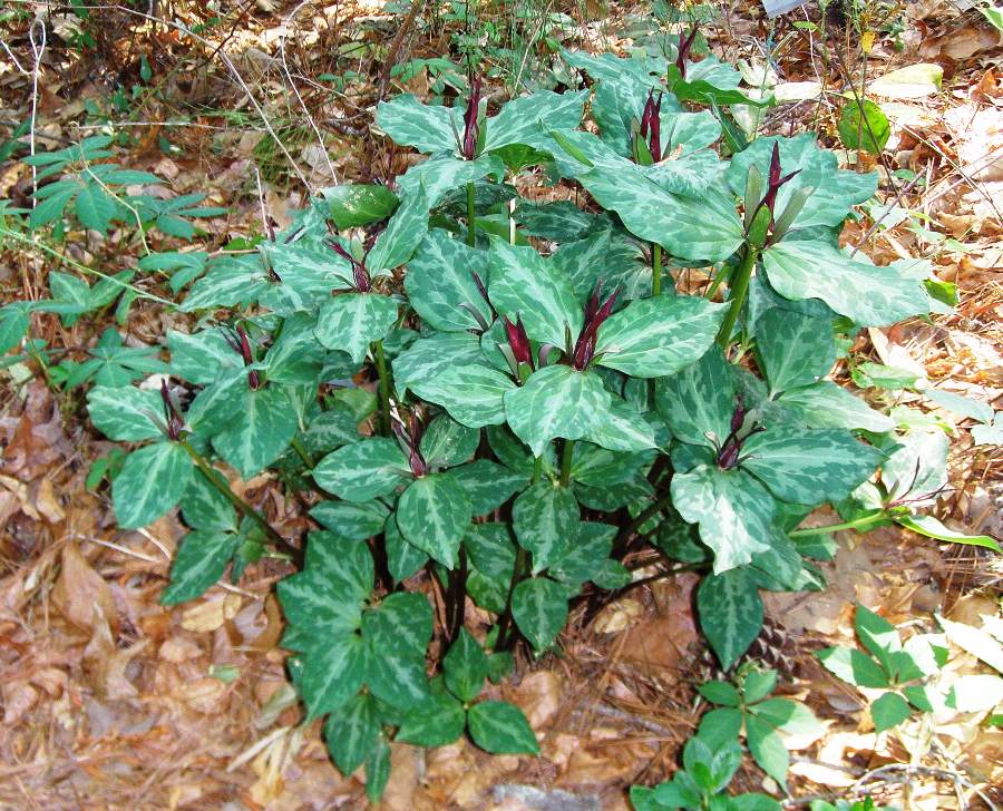 Trillium sessile