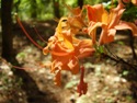 Rhododendron calendulaceum