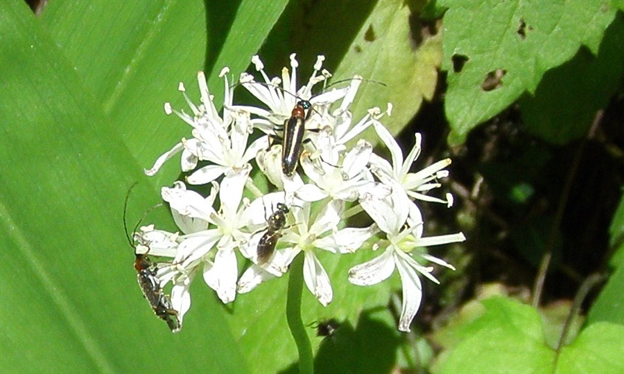 Clintonia umbellulata