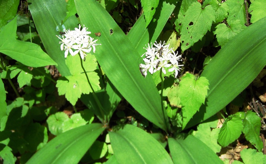 Clintonia umbellulata