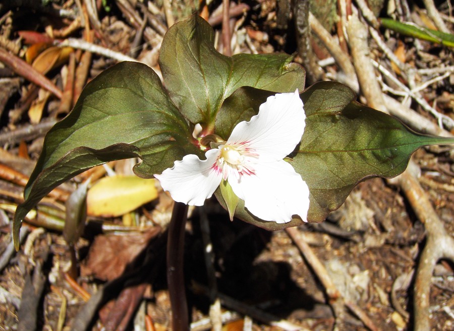 Trillium undulatum