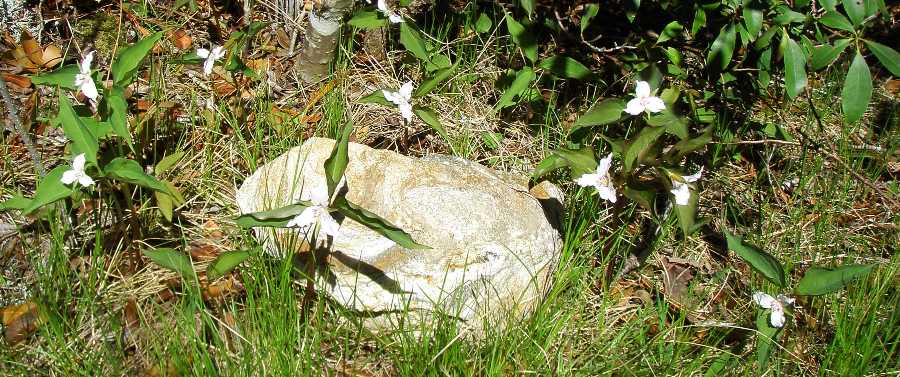 Trillium undulatum