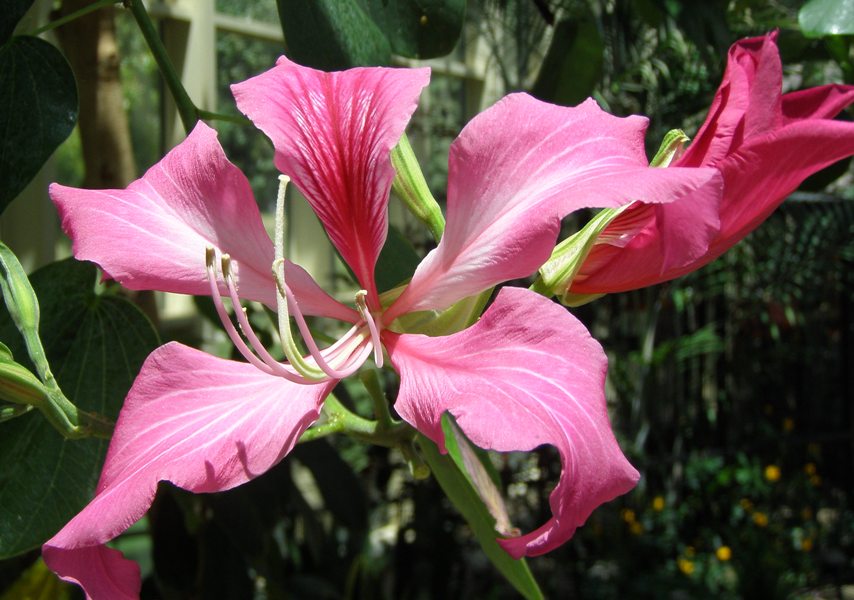 Bauhinia blakeana