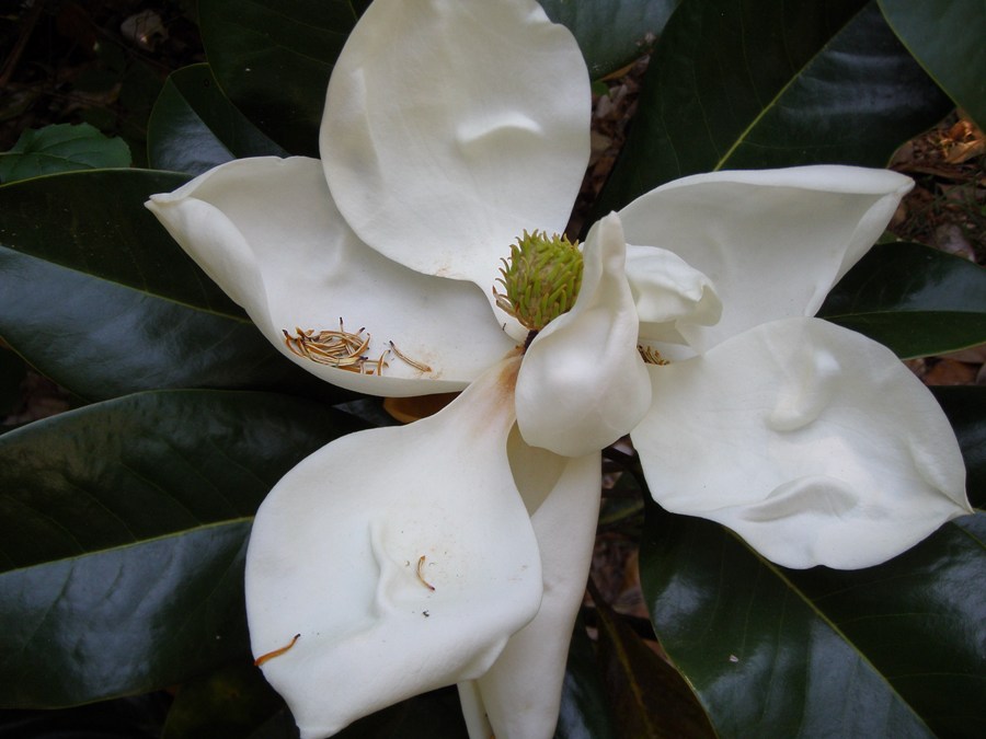 Magnolia grandiflora