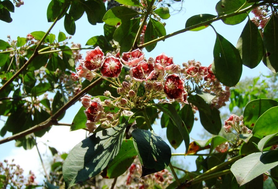 Kalmia latifolia 'Kaleidoscope'