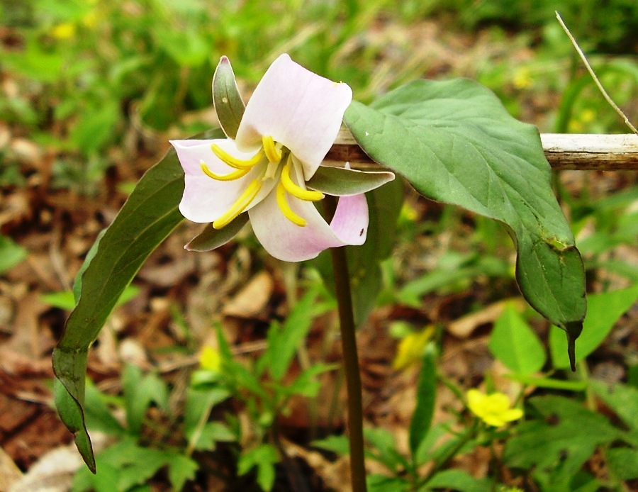 Trillium catesbaei