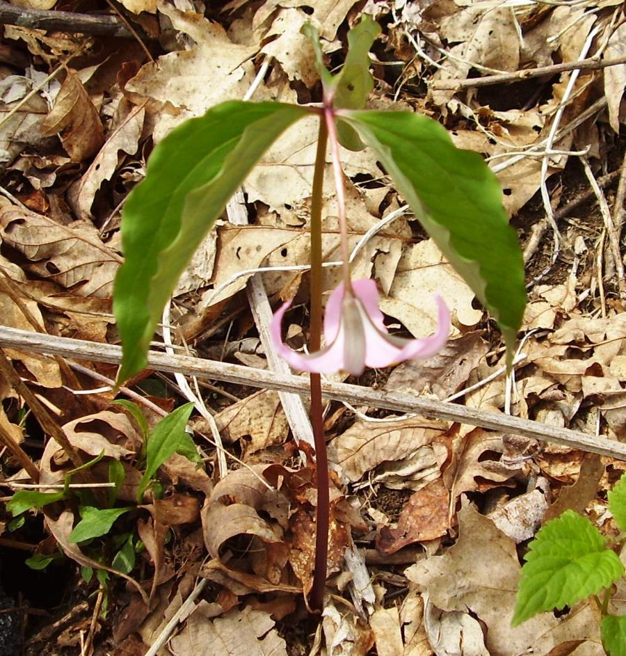 Trillium catesbaei