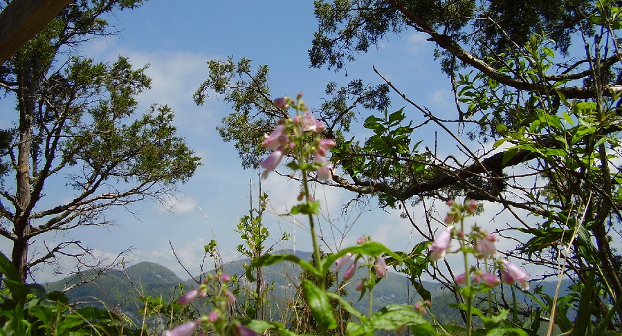 Penstemon canescens p Chimney Rock