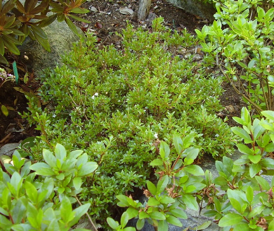 24. juni 2009