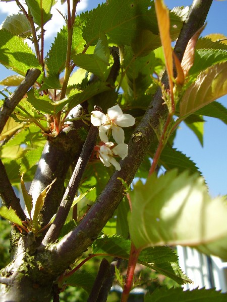18. maj 2009