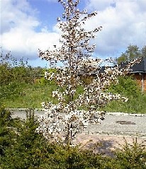 30 april 2002